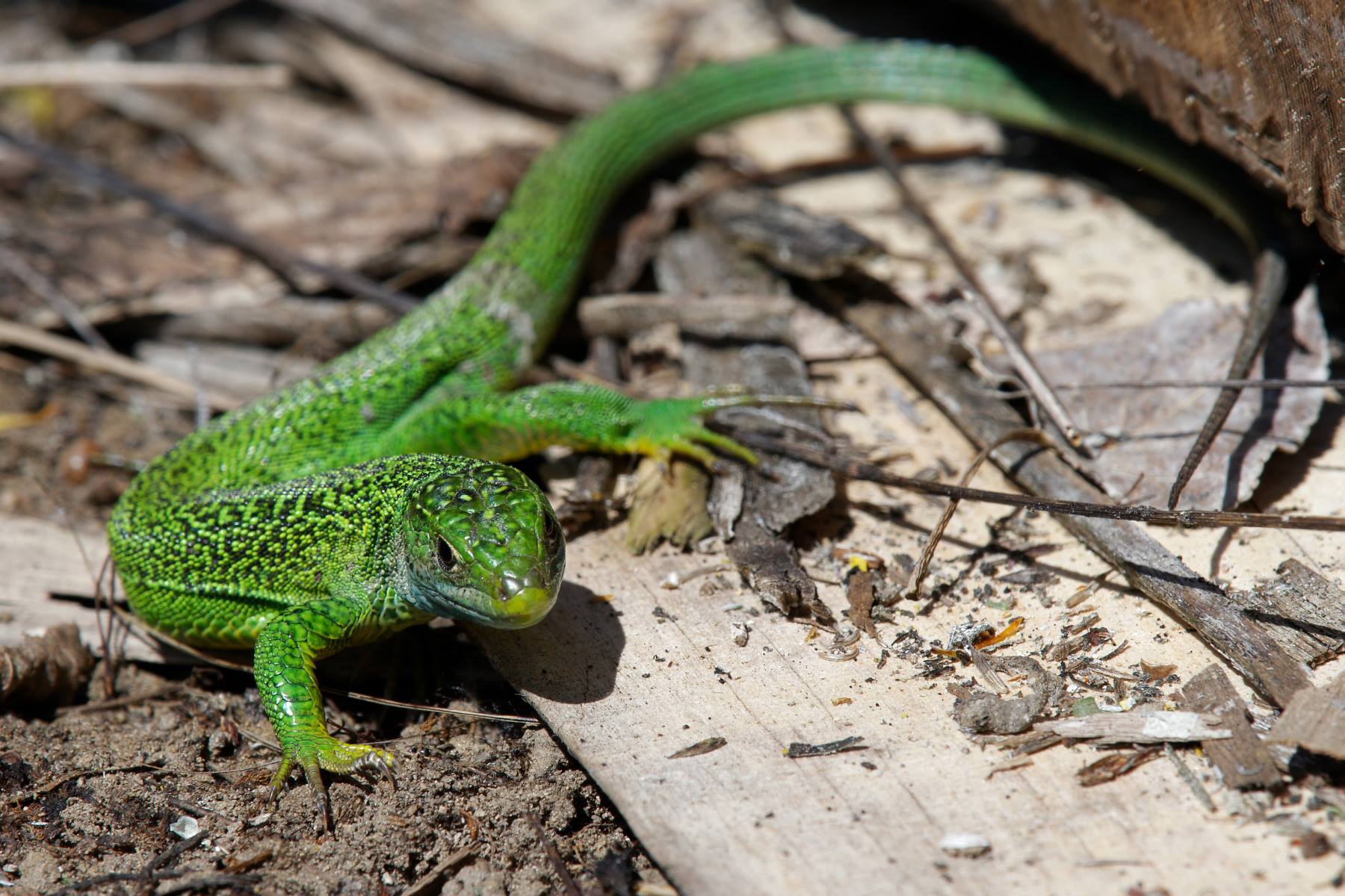https://cdnfiles1.biolovision.net/www.faune-ain.org/userfiles/GroupeHerpeto/Photossortie/1805601813074888026732208867192261523638647o.jpg