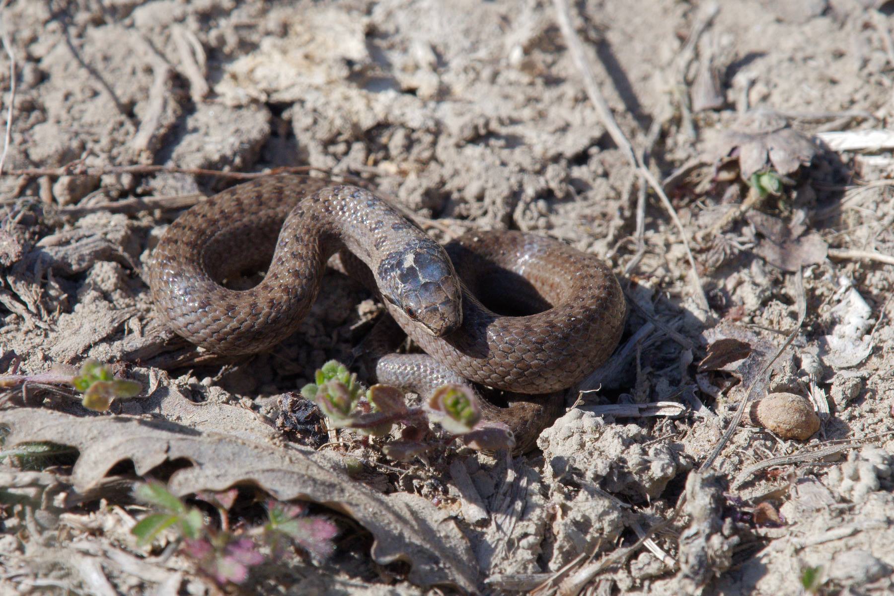 https://cdnfiles1.biolovision.net/www.faune-ain.org/userfiles/GroupeHerpeto/Photossortie/1807734613074902526730756541198698174454568o.jpg