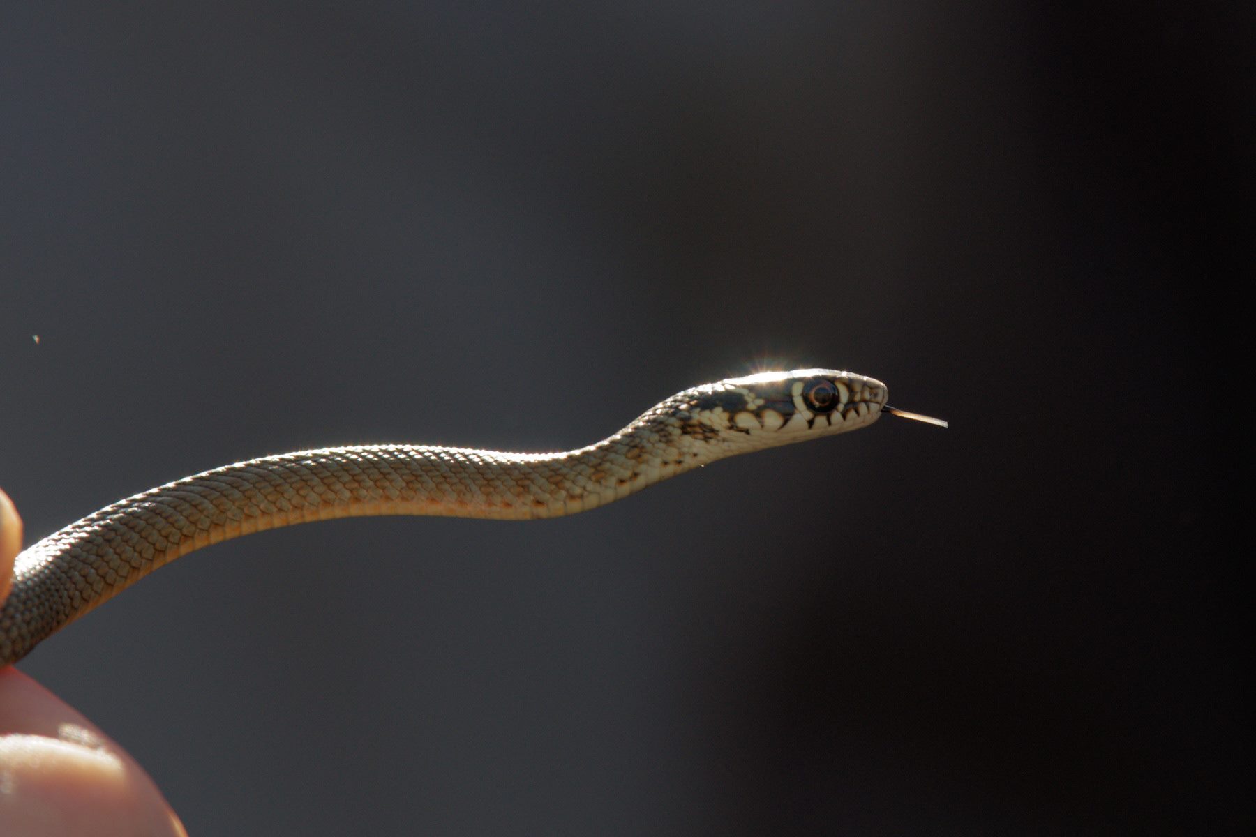 https://cdnfiles1.biolovision.net/www.faune-ain.org/userfiles/GroupeHerpeto/Photossortie/1815610113074883260066013925190807574390565o.jpg