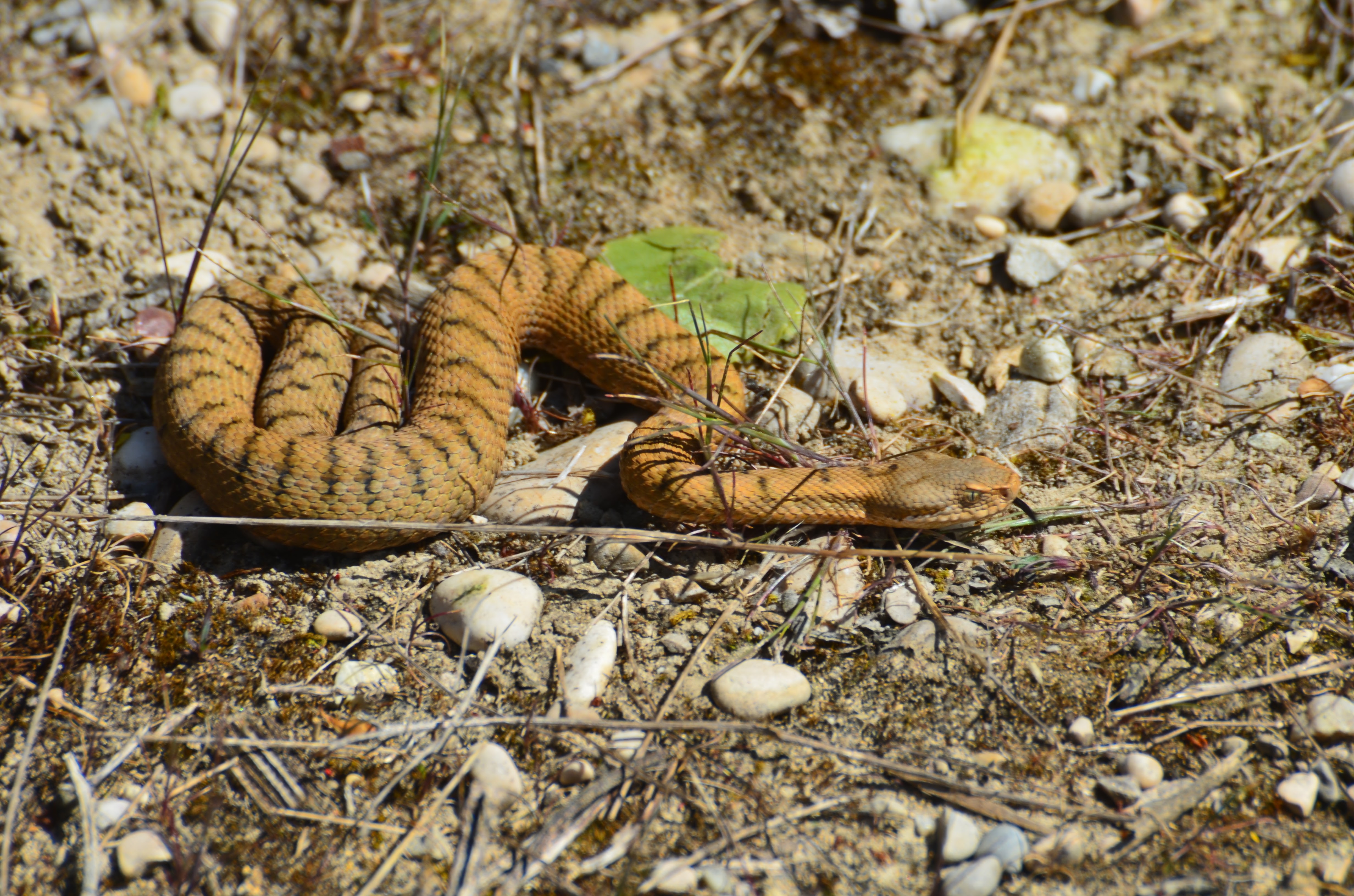 https://cdnfiles1.biolovision.net/www.faune-ain.org/userfiles/GroupeHerpeto/Photossortie/DSC0096.jpg