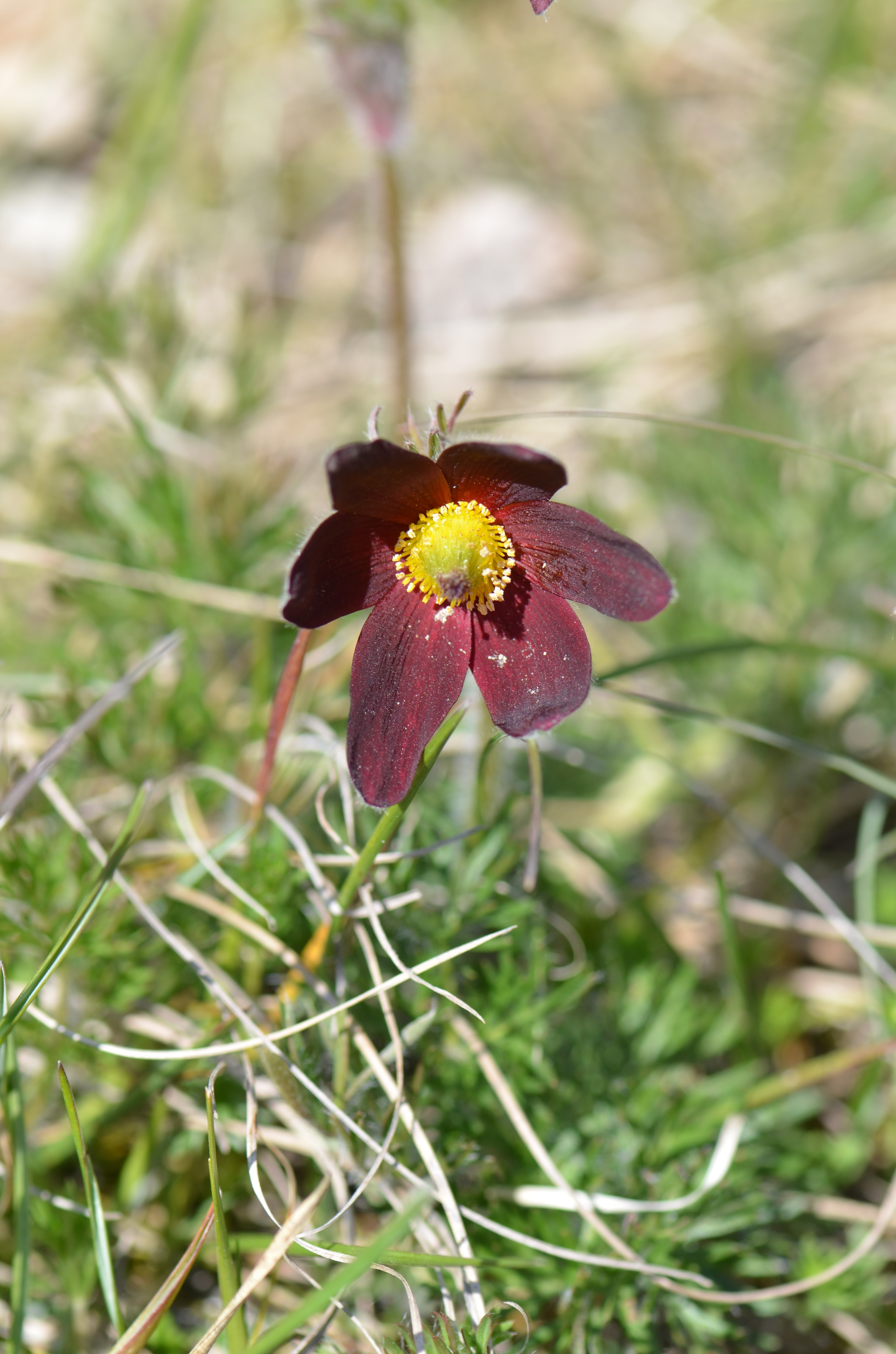 https://cdnfiles1.biolovision.net/www.faune-ain.org/userfiles/GroupeHerpeto/Photossortie/DSC2211.jpg