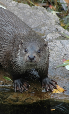 https://cdnfiles1.biolovision.net/www.faune-ain.org/userfiles/GroupeLoutre/1photoloutre.jpg