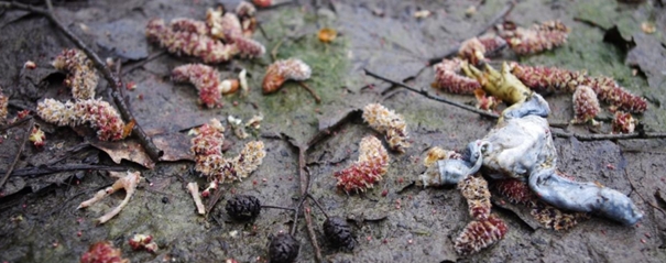 https://cdnfiles1.biolovision.net/www.faune-ain.org/userfiles/GroupeLoutre/6photoresterepas.jpg