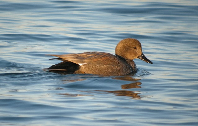 https://cdnfiles1.biolovision.net/www.faune-ain.org/userfiles/Illustrations/photochipeauMC.jpg