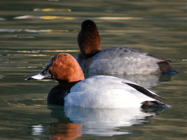 https://cdnfiles1.biolovision.net/www.faune-ain.org/userfiles/Illustrations/photomilouinMC.jpg