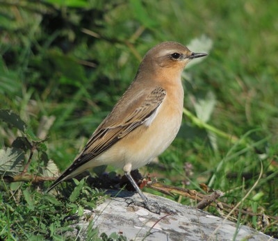 https://cdnfiles1.biolovision.net/www.faune-ain.org/userfiles/TarierConchesPCreduite.jpg