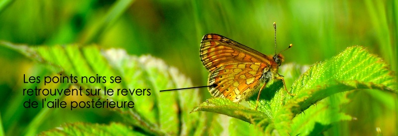 https://cdnfiles1.biolovision.net/www.faune-alsace.org/userfiles/Insectes/DamierSuccise/ASC0836.jpg
