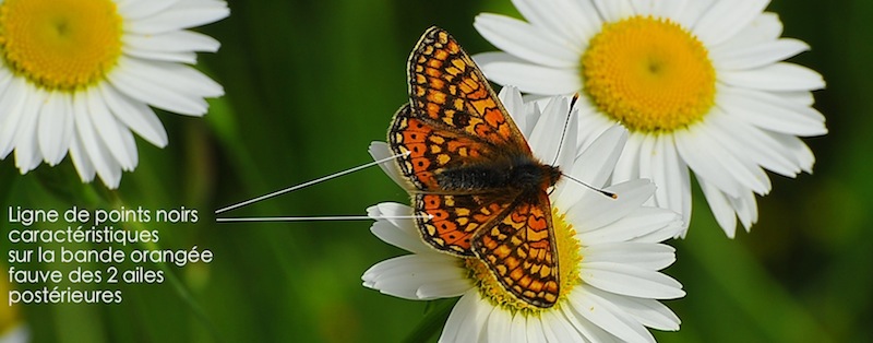 https://cdnfiles1.biolovision.net/www.faune-alsace.org/userfiles/Insectes/DamierSuccise/ASC7449.JPG