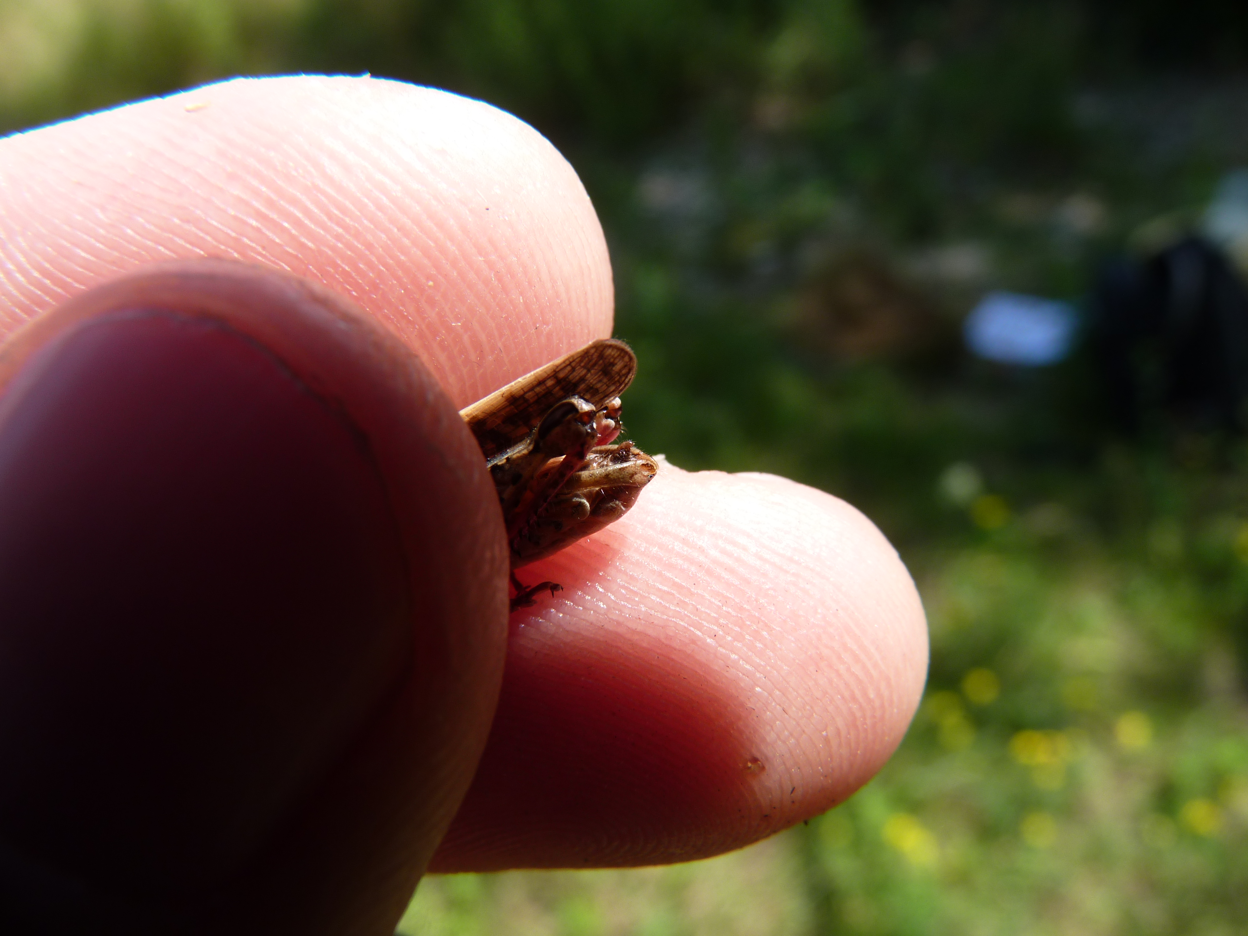 https://cdnfiles1.biolovision.net/www.faune-alsace.org/userfiles/Insectes/ORTHOPTERA/Calliptamus/P1080371.JPG