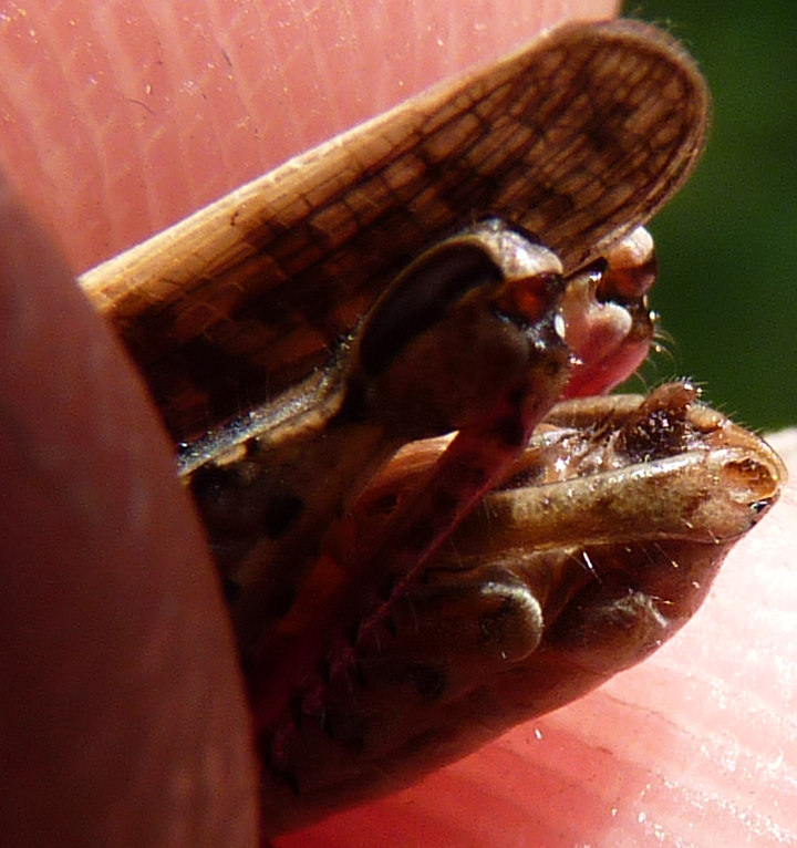 https://cdnfiles1.biolovision.net/www.faune-alsace.org/userfiles/Insectes/ORTHOPTERA/Calliptamus/P1080371PallliumCalitalicusM.jpg