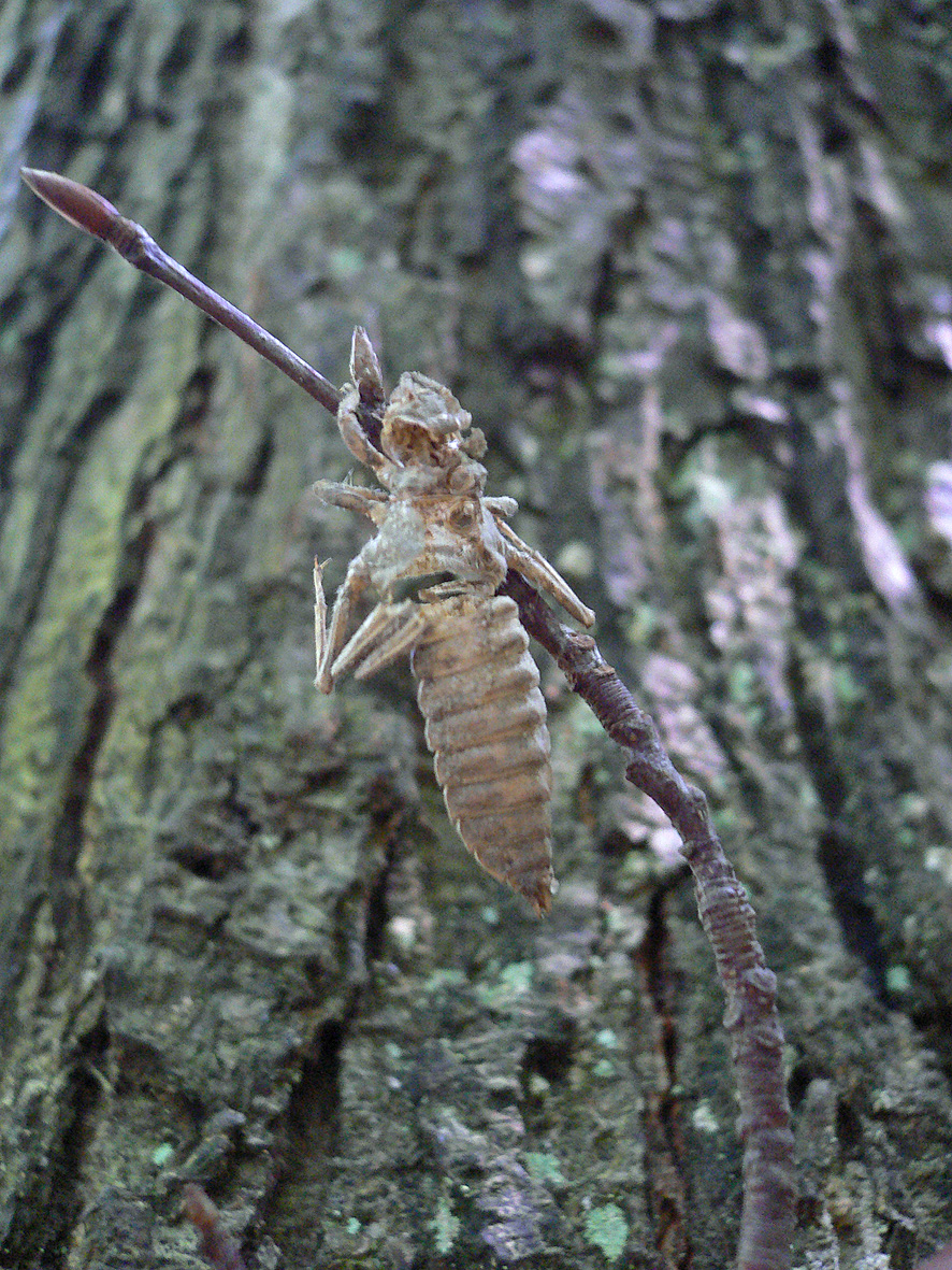 https://cdnfiles1.biolovision.net/www.faune-alsace.org/userfiles/Insectes/Ocecilia/Cecilia1.jpg