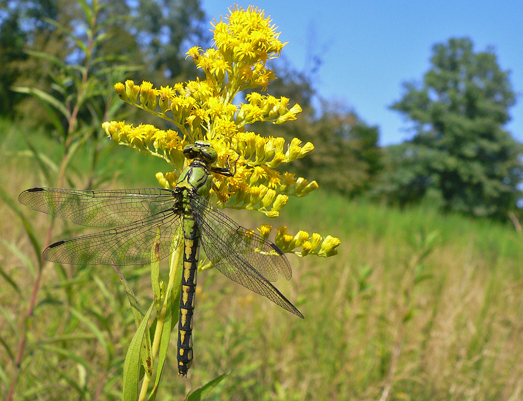 https://cdnfiles1.biolovision.net/www.faune-alsace.org/userfiles/Insectes/Ocecilia/OceciliaRM2007.jpg