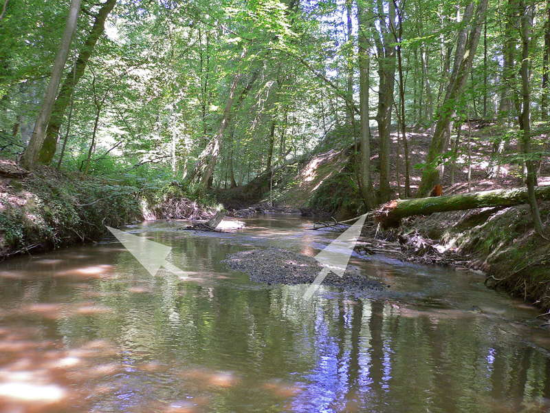 https://cdnfiles1.biolovision.net/www.faune-alsace.org/userfiles/Insectes/Ocecilia/cecilia2biotope.jpg