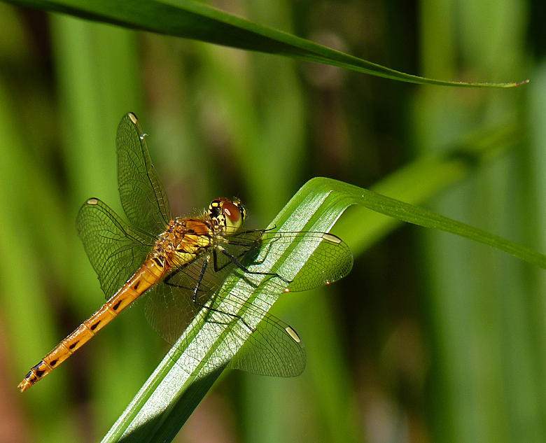 https://cdnfiles1.biolovision.net/www.faune-alsace.org/userfiles/Insectes/Sdepressiusculum/P1050533Sdepress.jpg
