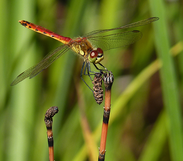 https://cdnfiles1.biolovision.net/www.faune-alsace.org/userfiles/Insectes/Sdepressiusculum/P1050538Sdepress.jpg