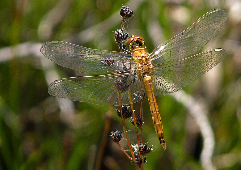 https://cdnfiles1.biolovision.net/www.faune-alsace.org/userfiles/Insectes/Sdepressiusculum/P1050557Sdepress.jpg