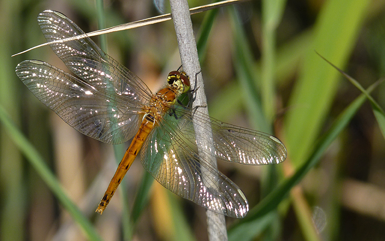 https://cdnfiles1.biolovision.net/www.faune-alsace.org/userfiles/Insectes/Sdepressiusculum/P1050563Sdepress.jpg