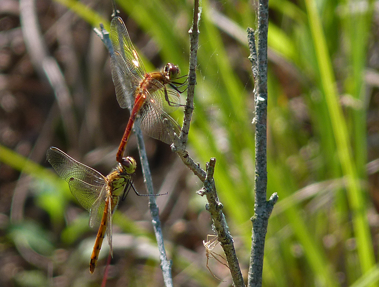 https://cdnfiles1.biolovision.net/www.faune-alsace.org/userfiles/Insectes/Sdepressiusculum/P1050567Sdepress.jpg
