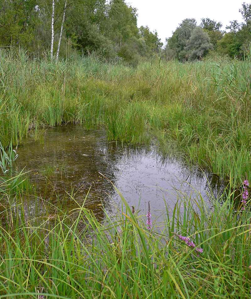 https://cdnfiles1.biolovision.net/www.faune-alsace.org/userfiles/Insectes/Sdepressiusculum/Sympdeprbiotope.jpg