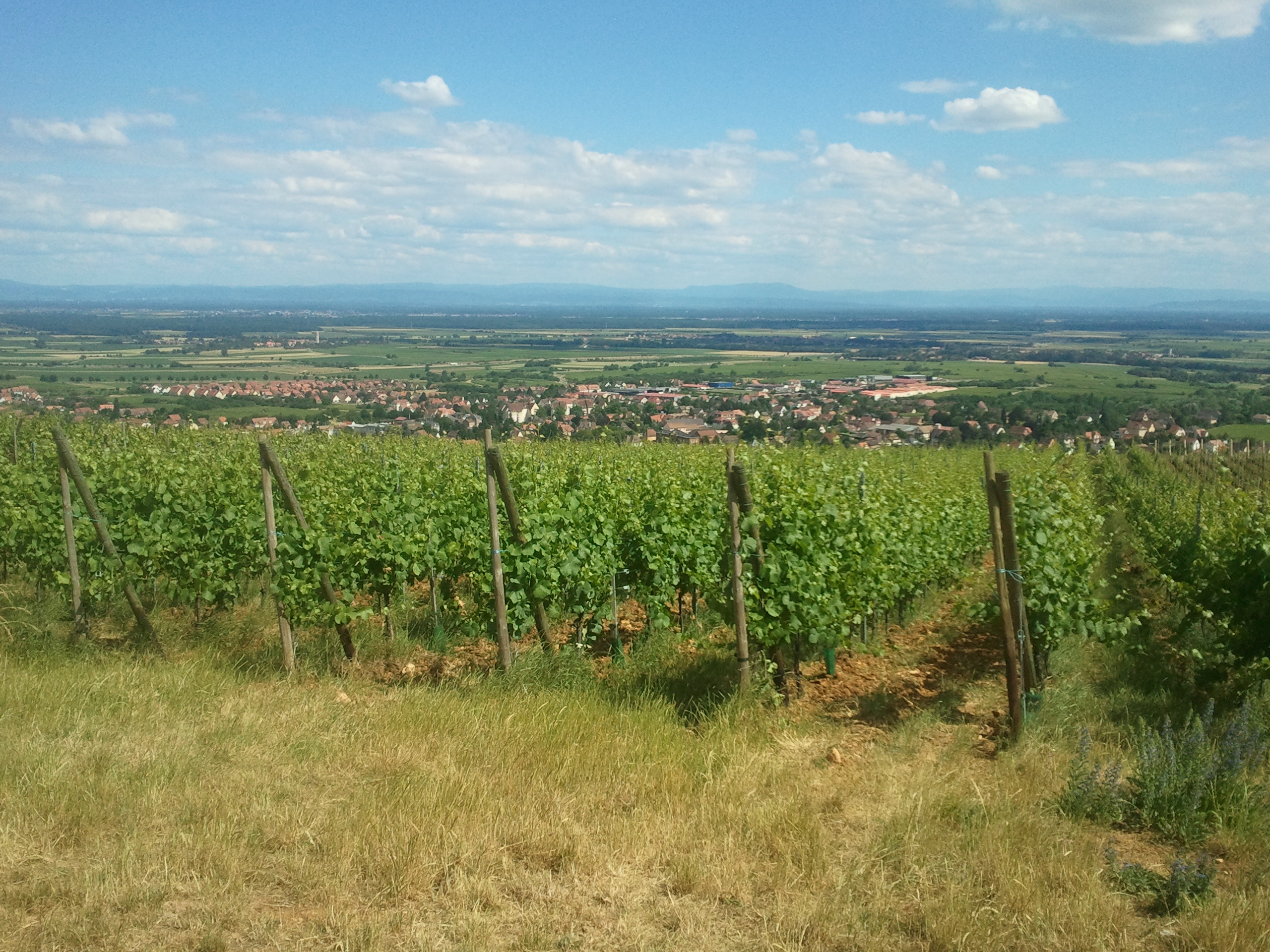 https://cdnfiles1.biolovision.net/www.faune-alsace.org/userfiles/Insectes/cigales/Cicadettacantilatrix-Barr-201406153.jpg