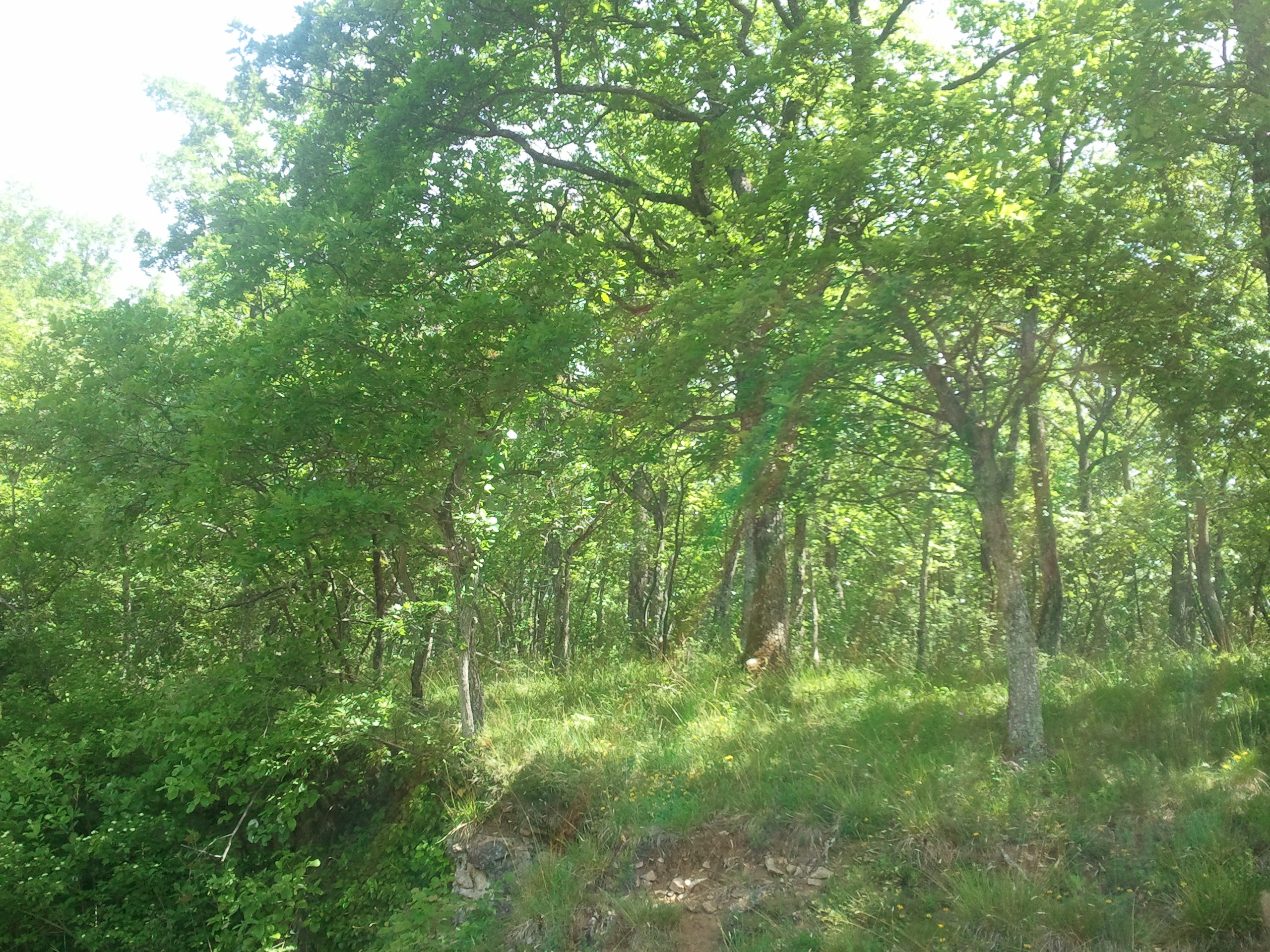 https://cdnfiles1.biolovision.net/www.faune-alsace.org/userfiles/Insectes/cigales/Cicadettamontana-Osenbach-20140522.jpg