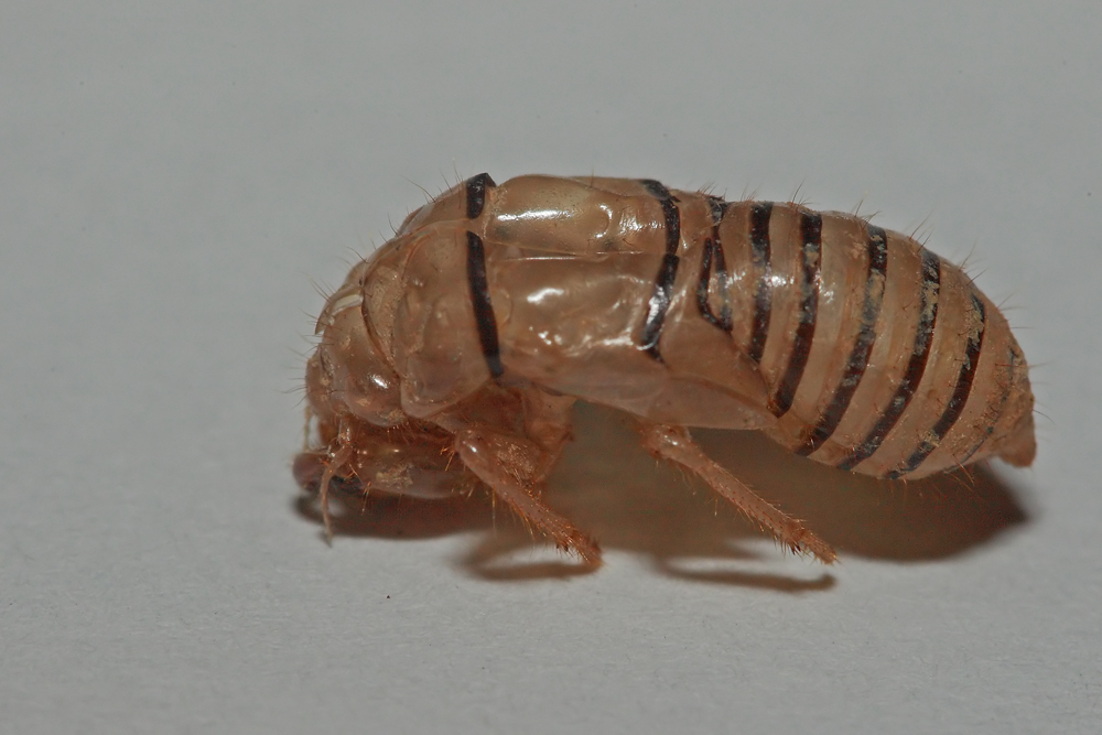 https://cdnfiles1.biolovision.net/www.faune-alsace.org/userfiles/Insectes/cigales/ExuvieCicadettaspphotoMarcSolariAltkirch2013.jpg