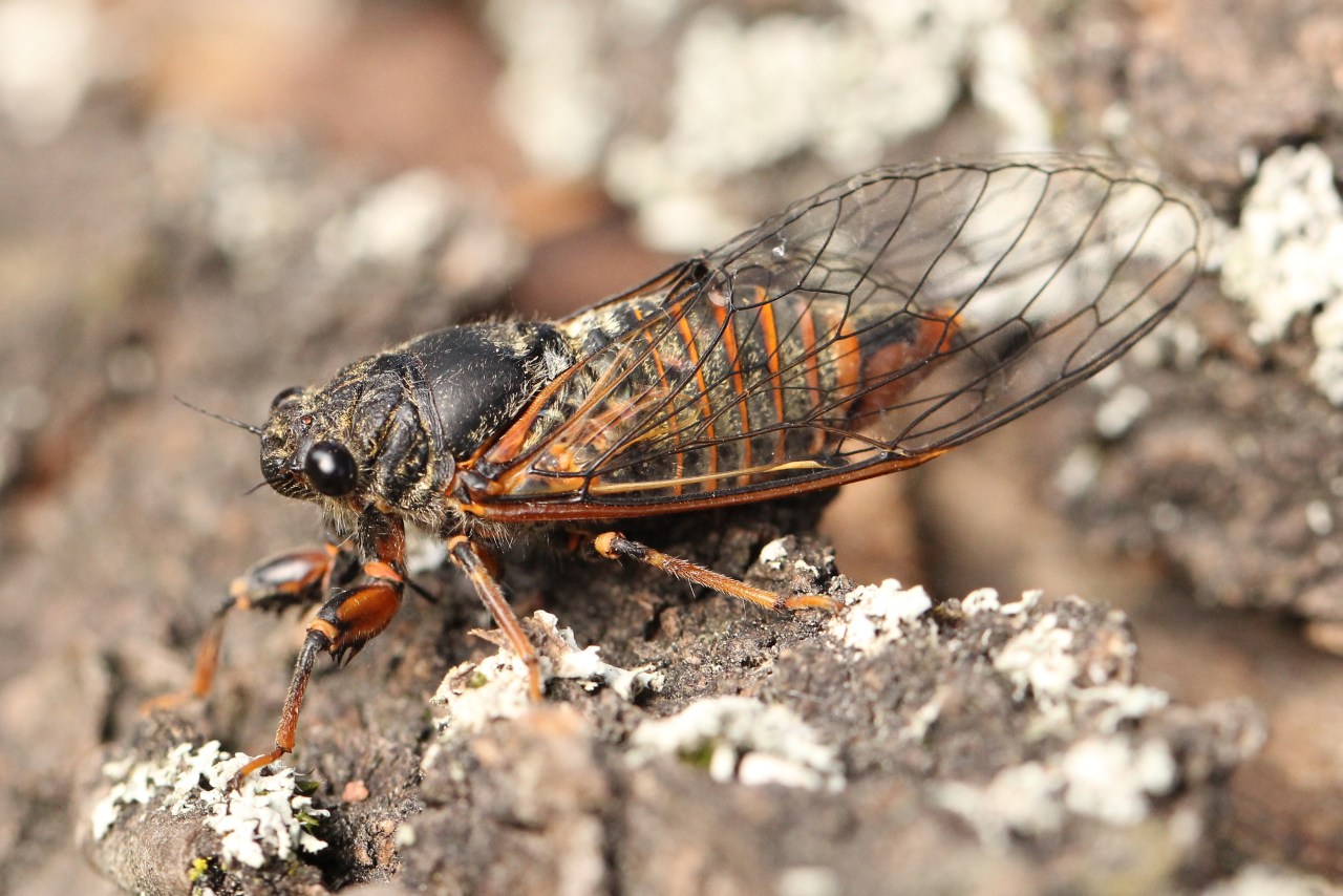 https://cdnfiles1.biolovision.net/www.faune-alsace.org/userfiles/Insectes/cigales/Homoptera-Tibicinidae-Cicadettasp-24Juin2014-MEhrhardt.jpg