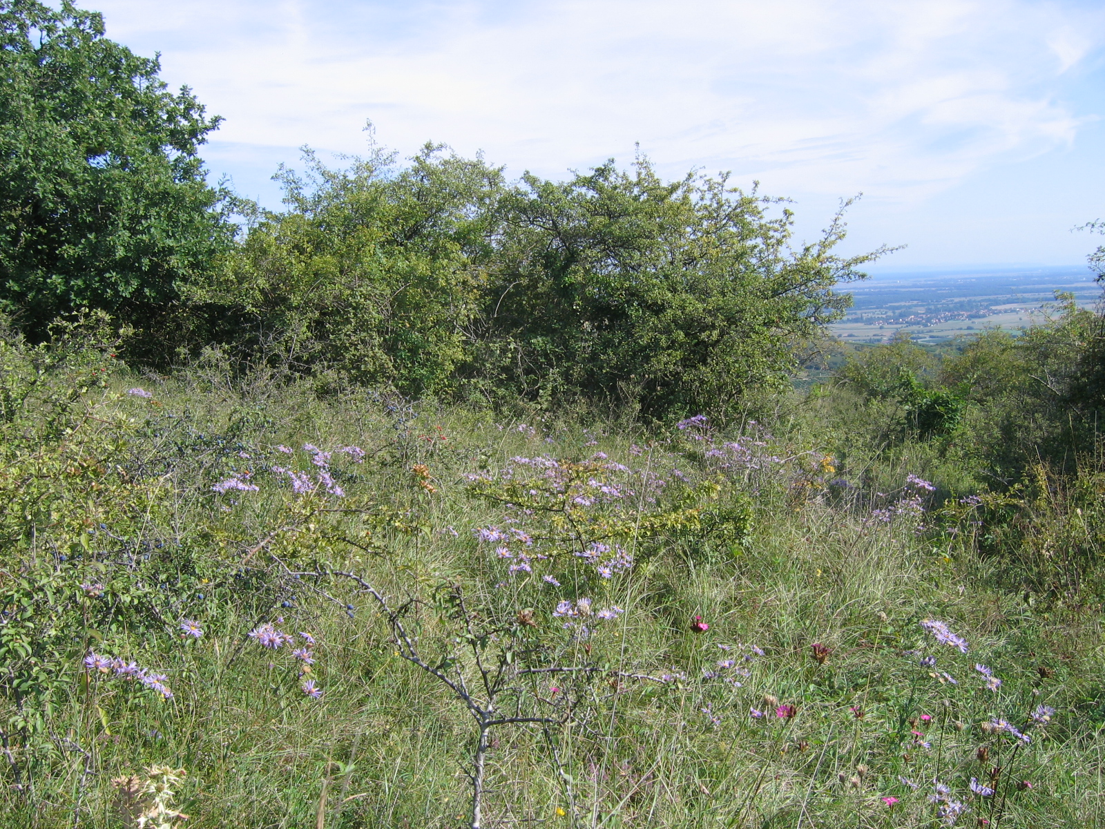 https://cdnfiles1.biolovision.net/www.faune-alsace.org/userfiles/Insectes/cigales/Zinnkoepfle-050910.jpg