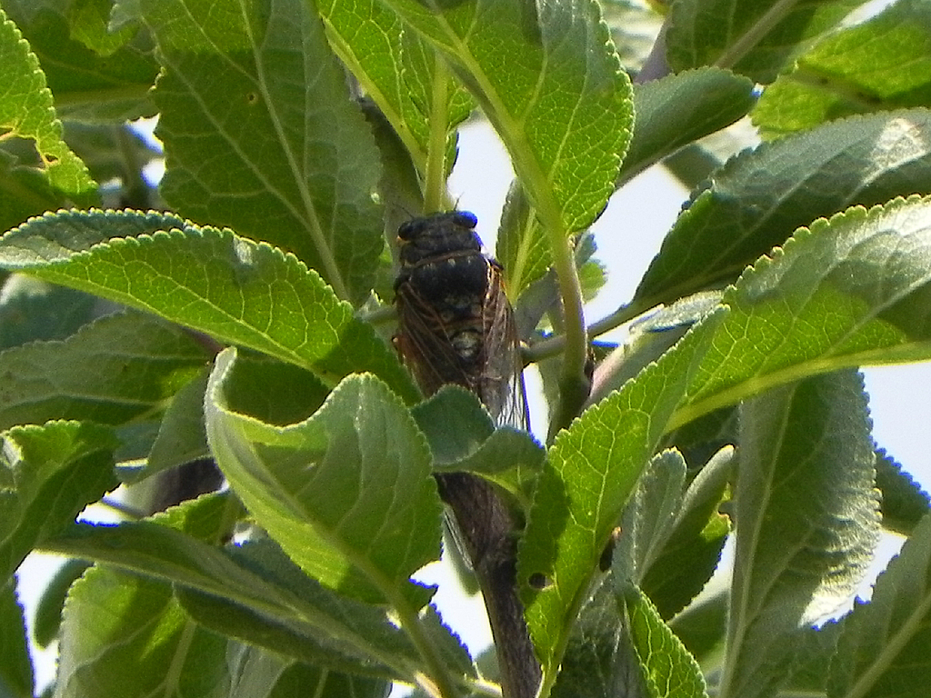 https://cdnfiles1.biolovision.net/www.faune-alsace.org/userfiles/Insectes/cigales/cig.jpg
