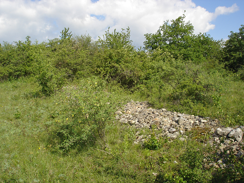 https://cdnfiles1.biolovision.net/www.faune-alsace.org/userfiles/Insectes/ephippigere/Ephi-biotope-1.jpg