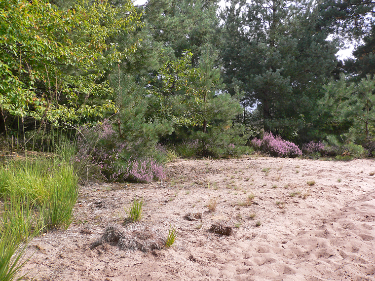 https://cdnfiles1.biolovision.net/www.faune-alsace.org/userfiles/Insectes/ephippigere/Ephi-biotope-4.jpg