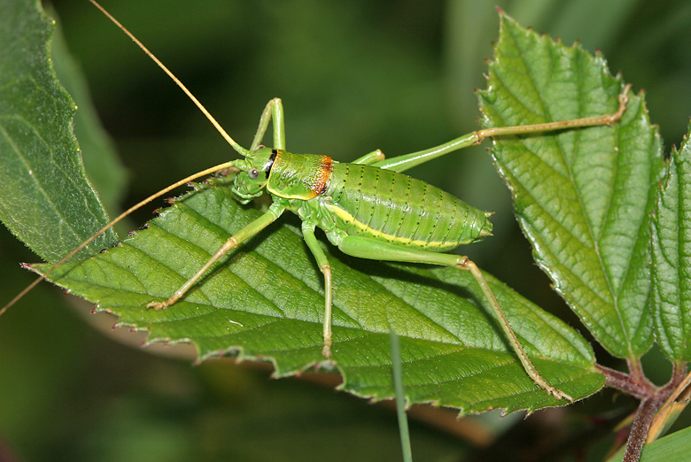 https://cdnfiles1.biolovision.net/www.faune-alsace.org/userfiles/Insectes/ephippigere/ephi-male-2.jpg