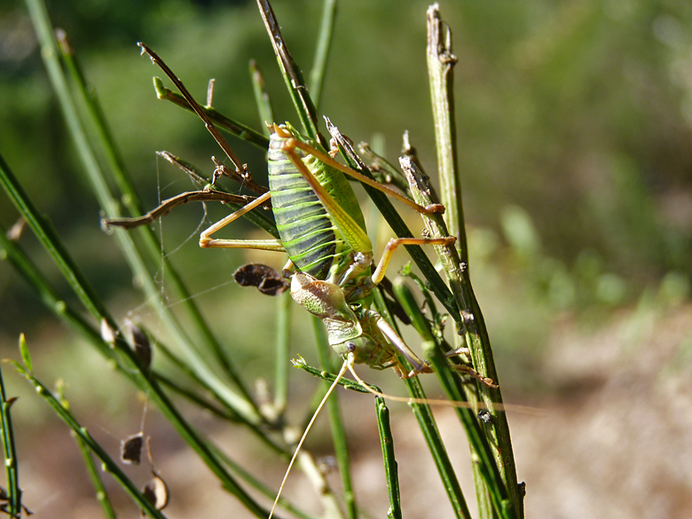 https://cdnfiles1.biolovision.net/www.faune-alsace.org/userfiles/Insectes/ephippigere/ephi-male.jpg