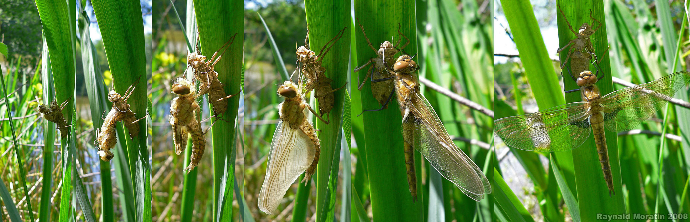 https://cdnfiles1.biolovision.net/www.faune-alsace.org/userfiles/Insectes/epitheca/EpiBimaRMoratincond.jpg