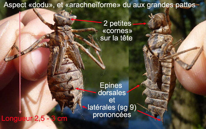 https://cdnfiles1.biolovision.net/www.faune-alsace.org/userfiles/Insectes/epitheca/epitheca-description.jpg