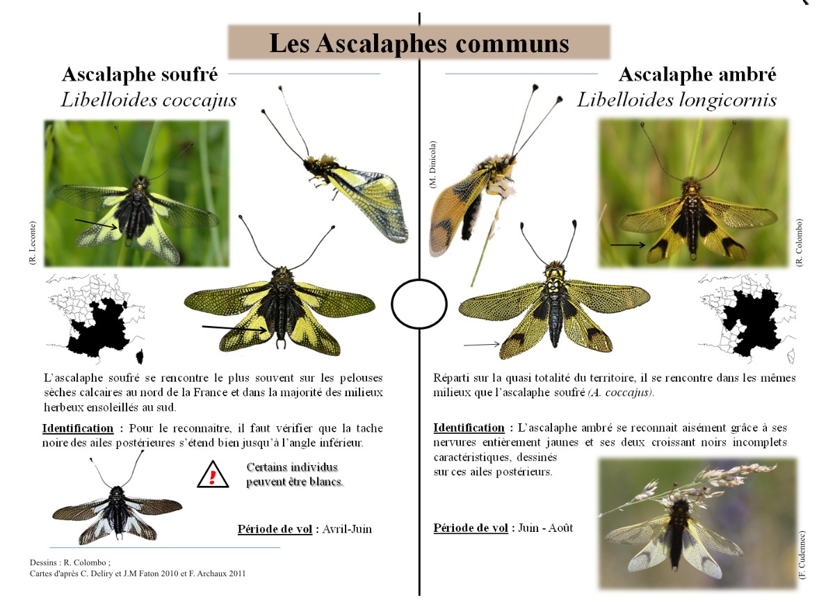 https://cdnfiles1.biolovision.net/www.faune-alsace.org/userfiles/Insectes/plaquetteversion4-page3.jpg