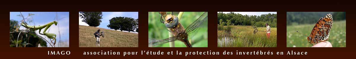 https://cdnfiles1.biolovision.net/www.faune-alsace.org/userfiles/associations/banniereIMAGO.jpg