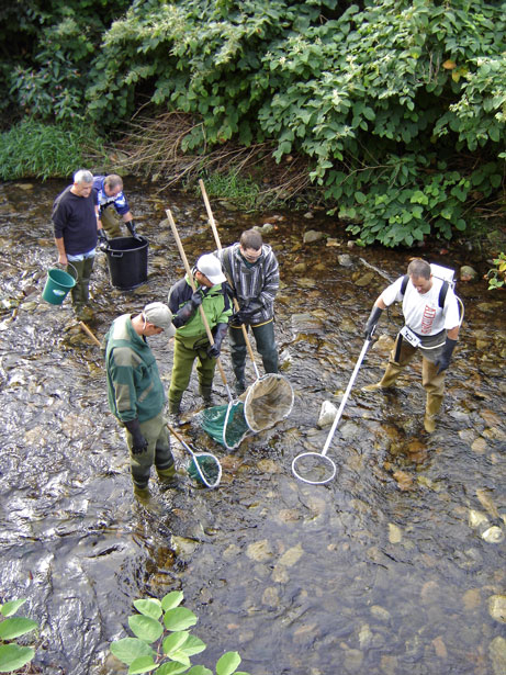 https://cdnfiles1.biolovision.net/www.faune-alsace.org/userfiles/associations/saumonrhin1.jpg