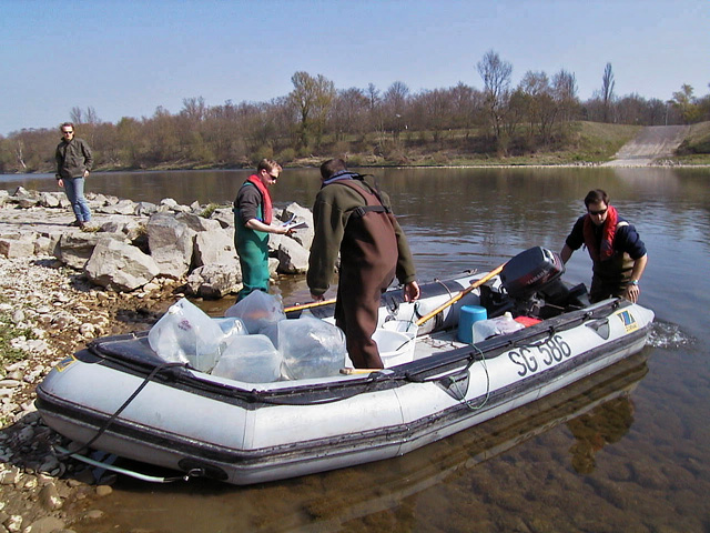 https://cdnfiles1.biolovision.net/www.faune-alsace.org/userfiles/associations/saumonrhin2.jpg