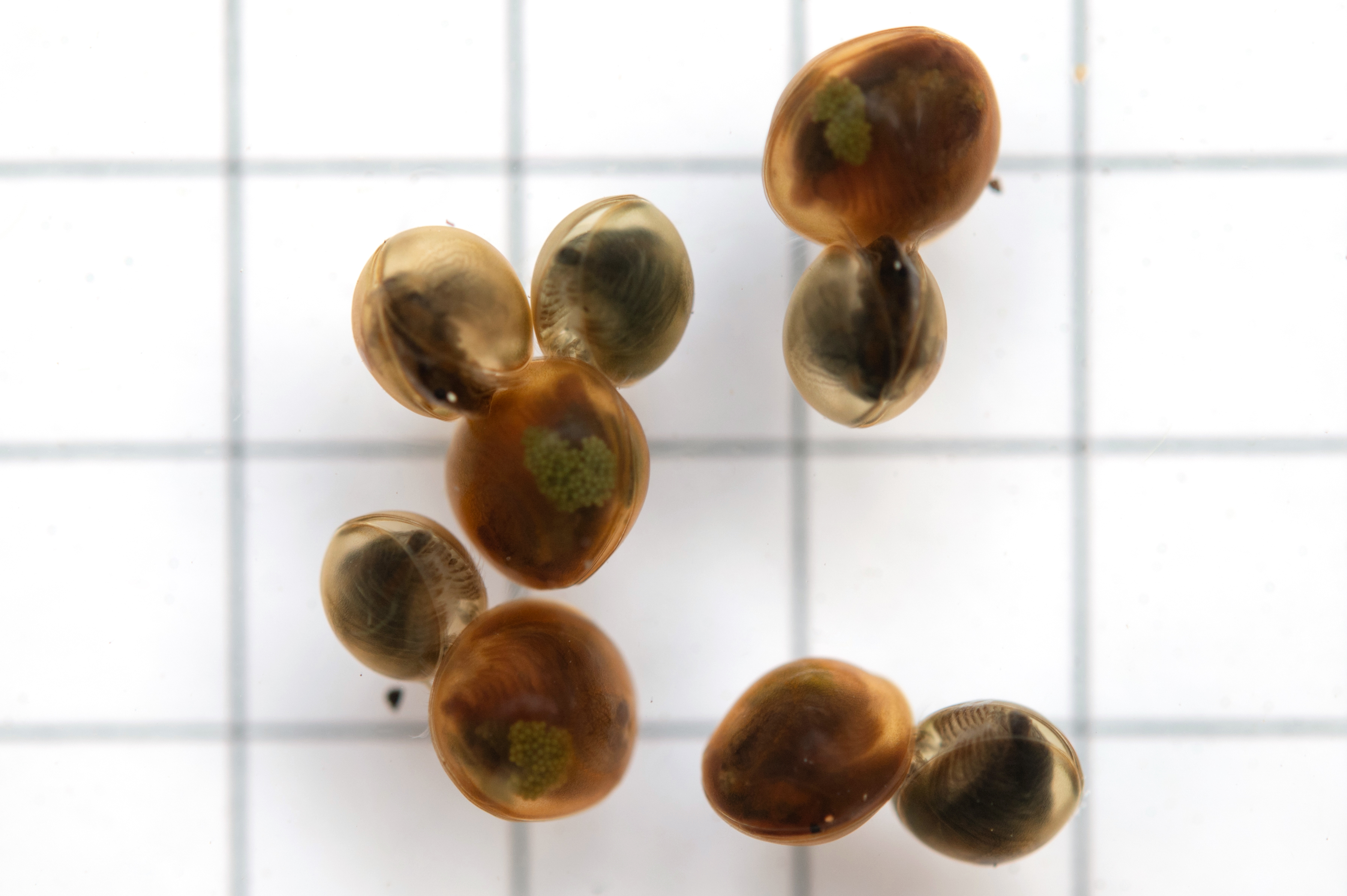 https://cdnfiles1.biolovision.net/www.faune-alsace.org/userfiles/branchioJFC/LynceusTHIERY/DSC1994.JPG