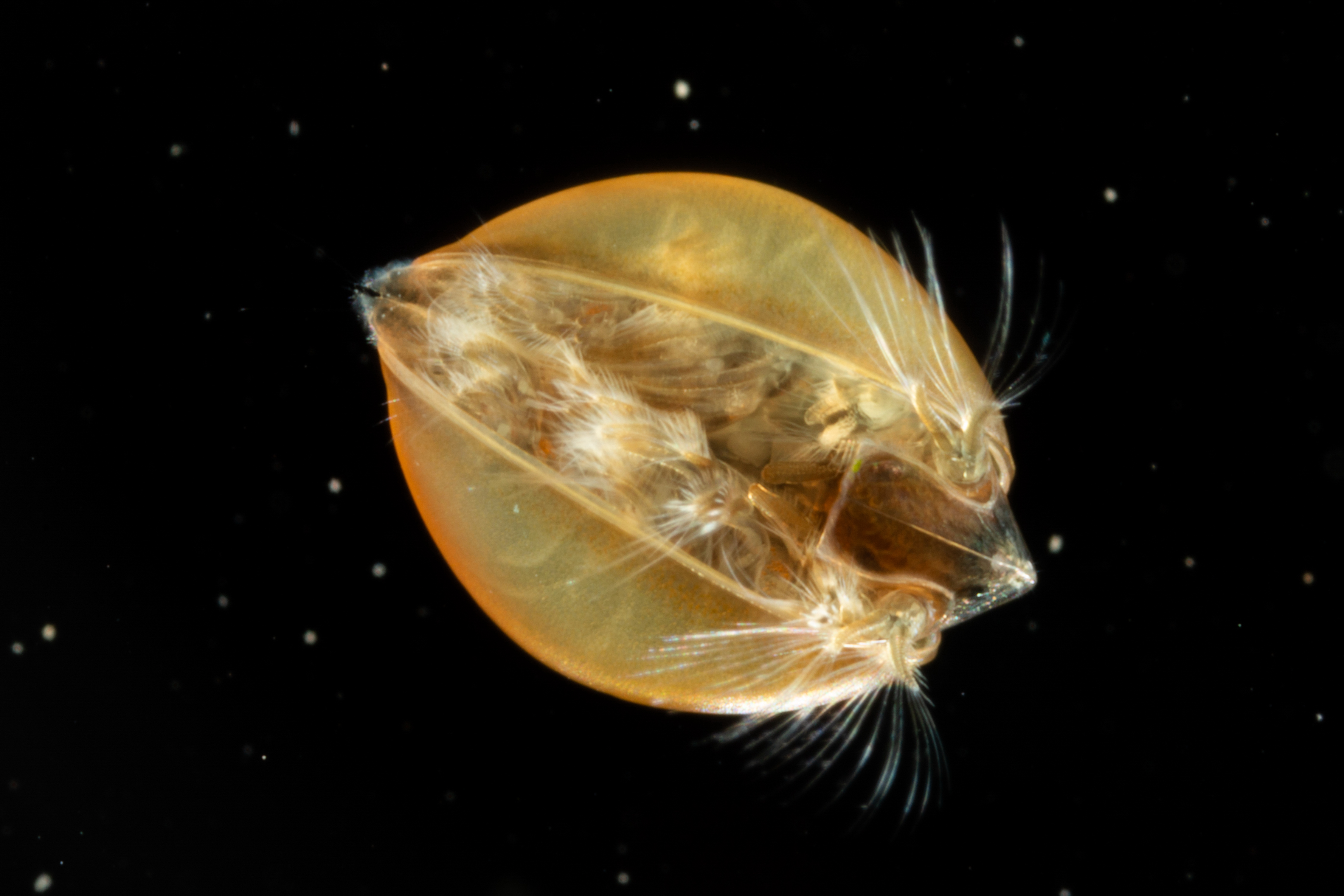https://cdnfiles1.biolovision.net/www.faune-alsace.org/userfiles/branchioJFC/LynceusTHIERY/MG9418.JPG