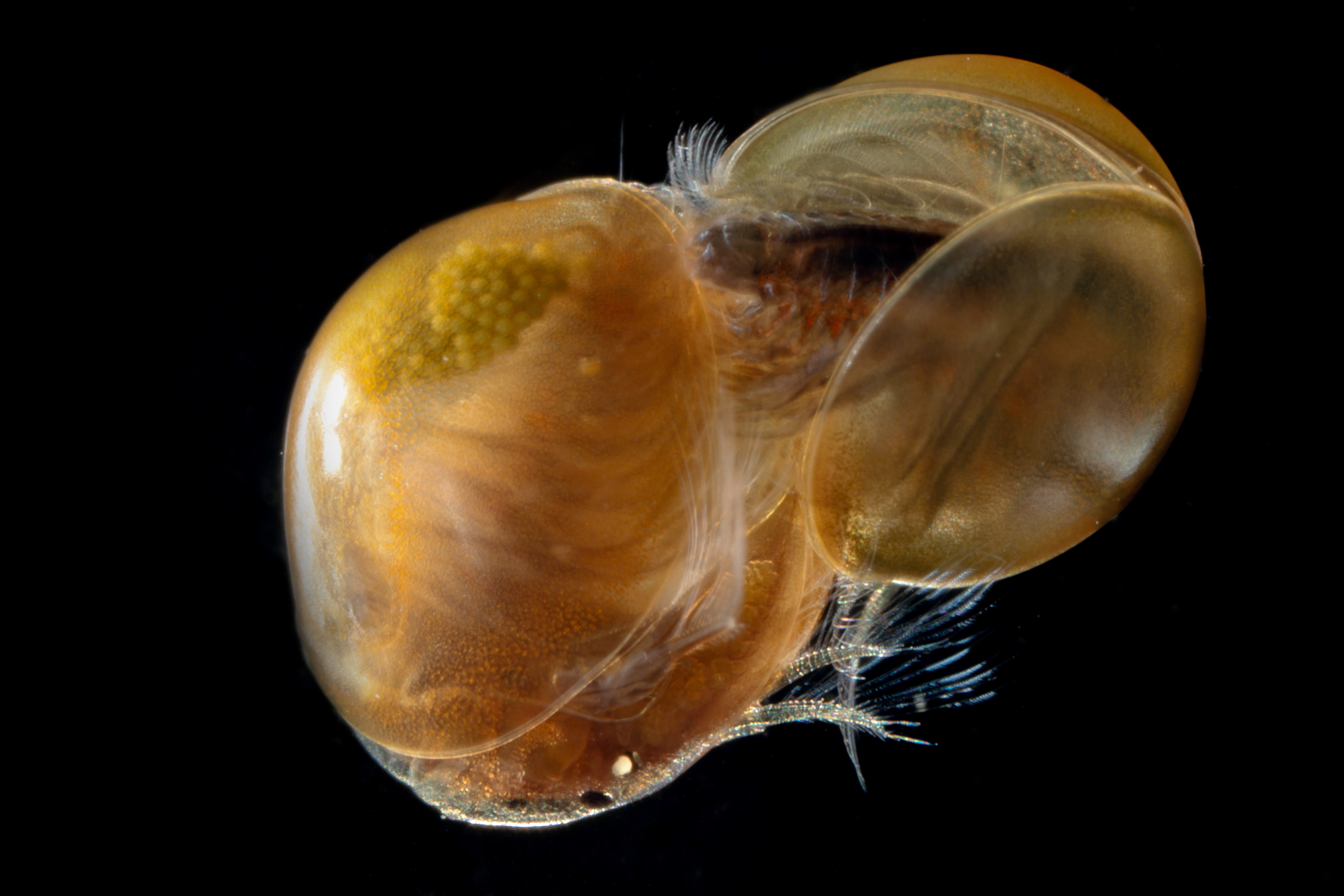 https://cdnfiles1.biolovision.net/www.faune-alsace.org/userfiles/branchioJFC/LynceusTHIERY/MG9503.JPEG