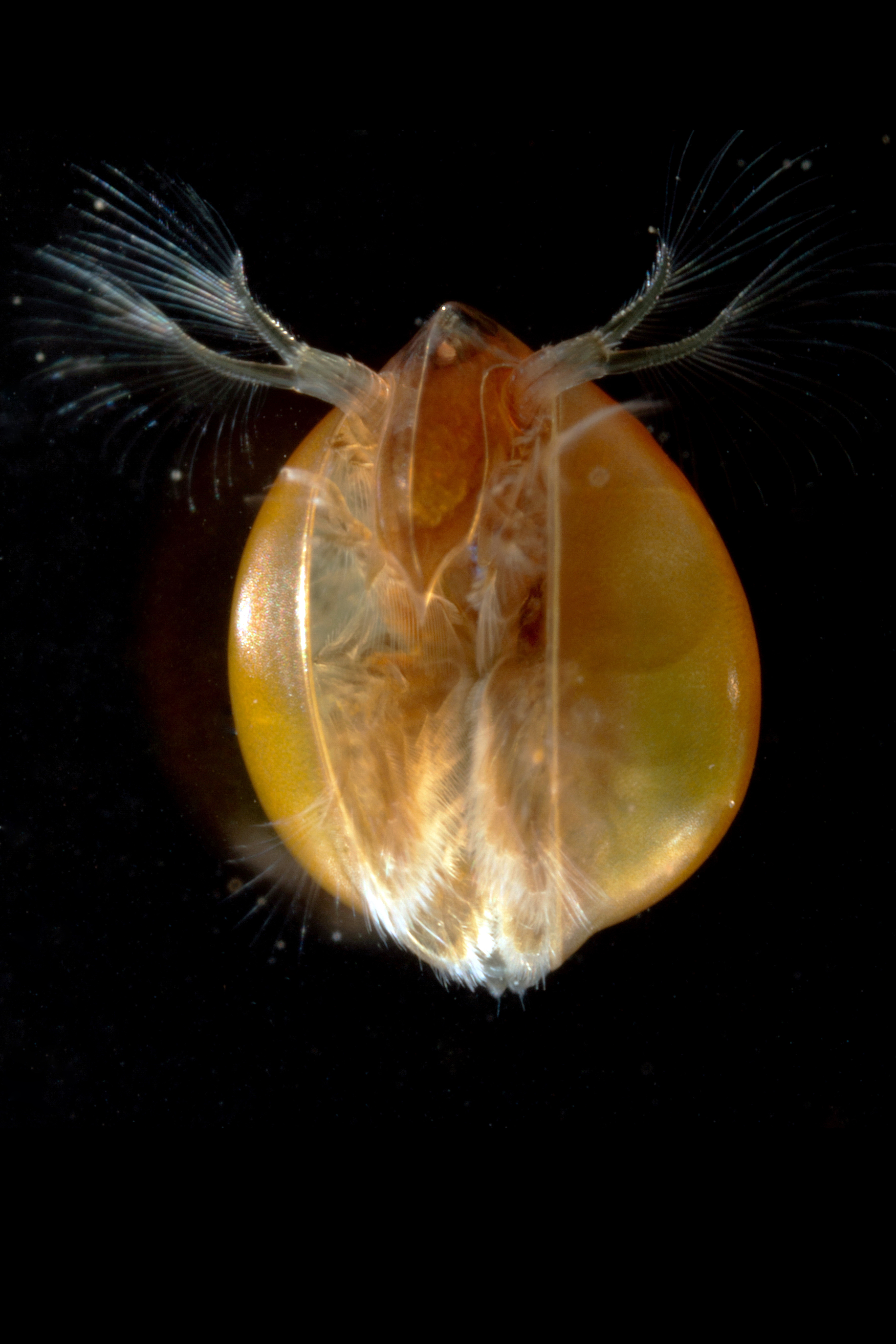 https://cdnfiles1.biolovision.net/www.faune-alsace.org/userfiles/branchioJFC/LynceusTHIERY/MG9524.JPG
