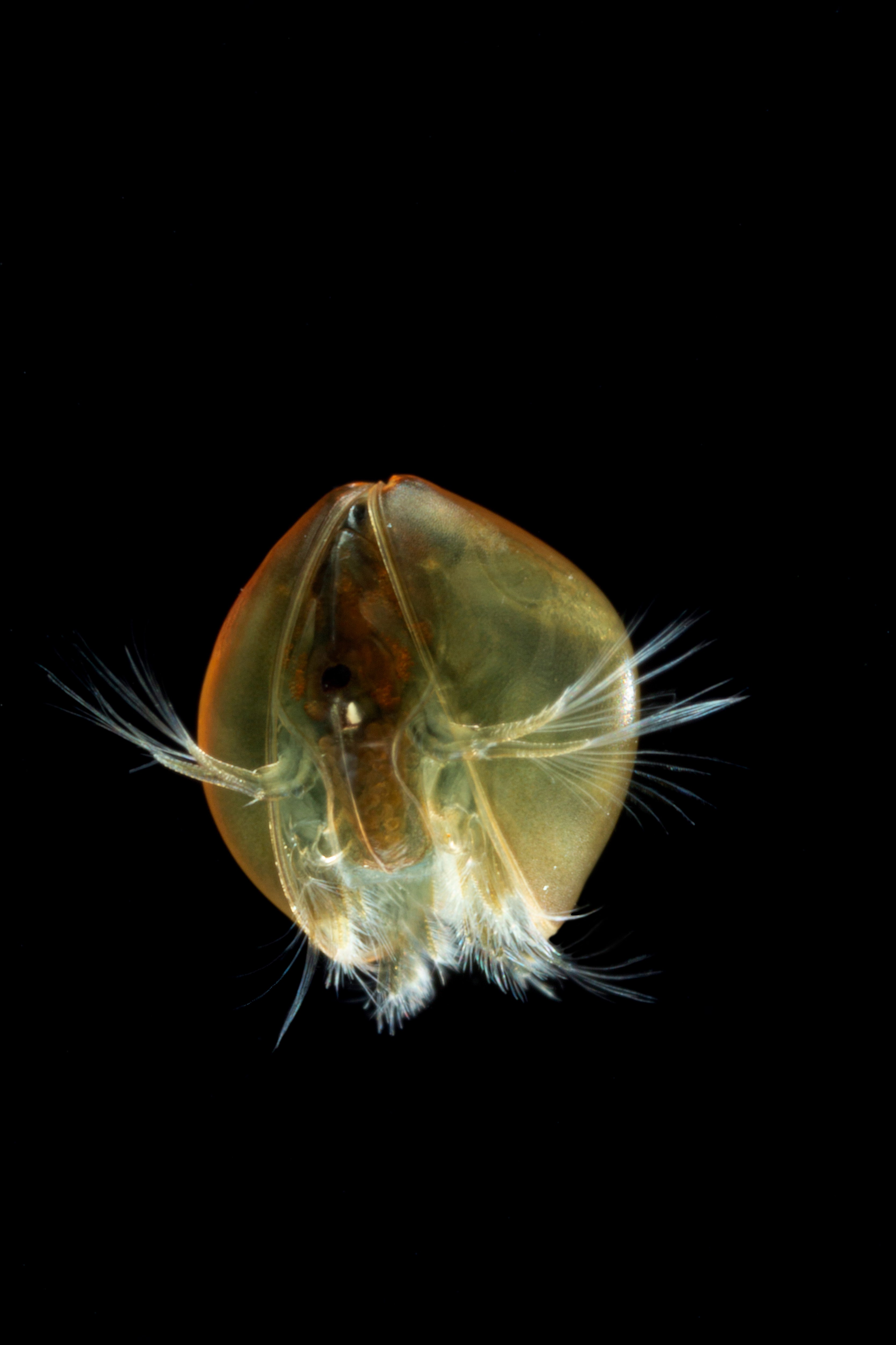 https://cdnfiles1.biolovision.net/www.faune-alsace.org/userfiles/branchioJFC/LynceusTHIERY/MG9599.JPG