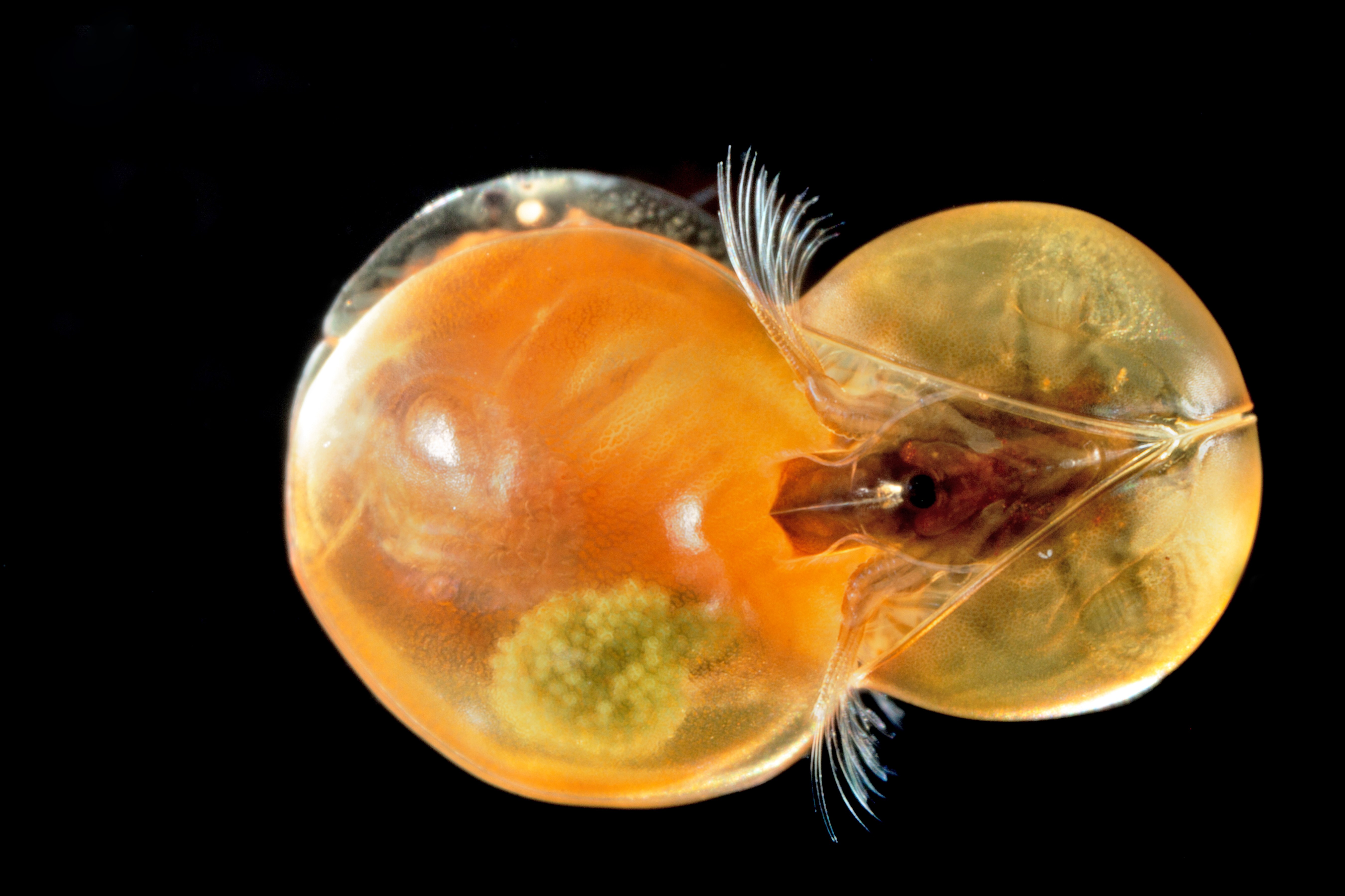 https://cdnfiles1.biolovision.net/www.faune-alsace.org/userfiles/branchioJFC/LynceusTHIERY/MG9801.JPG