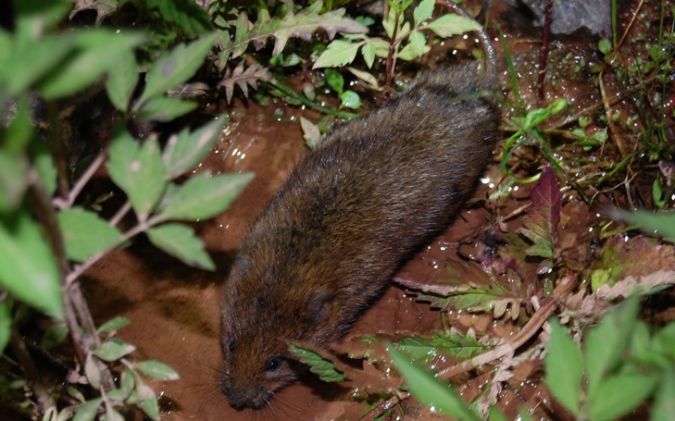 https://cdnfiles1.biolovision.net/www.faune-alsace.org/userfiles/gepma/MicroMamm/campagnolcedrichiegel.jpg