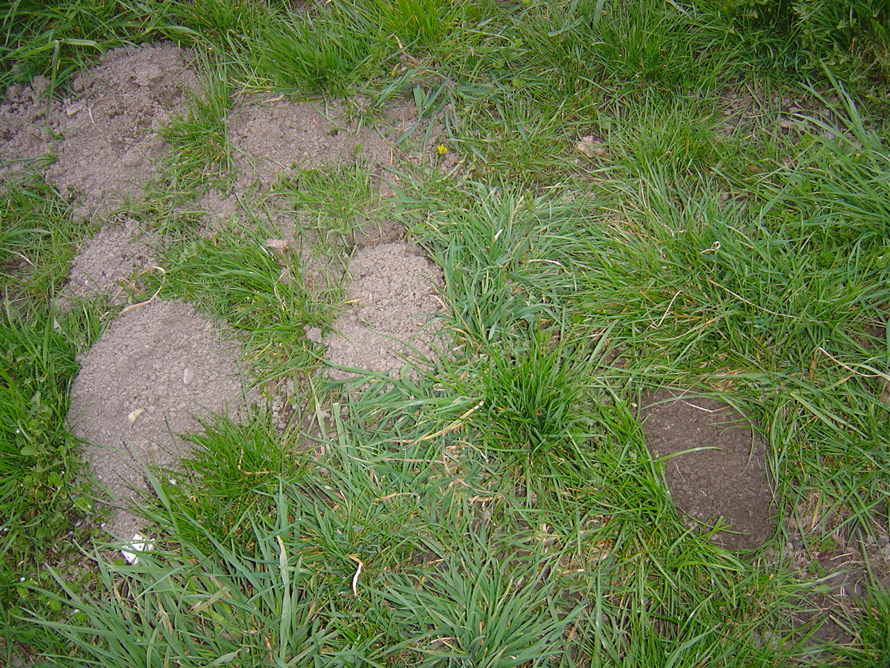 https://cdnfiles1.biolovision.net/www.faune-alsace.org/userfiles/gepma/MicroMamm/campagnoleliz.jpg