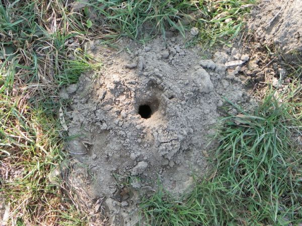 https://cdnfiles1.biolovision.net/www.faune-alsace.org/userfiles/gepma/MicroMamm/tauperobertodagostino.jpg