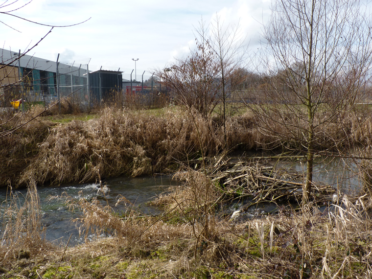 https://cdnfiles1.biolovision.net/www.faune-alsace.org/userfiles/gepma/castor/Barrage-Steinbaechlein-Morschwiller-68-Mars-2014.jpg