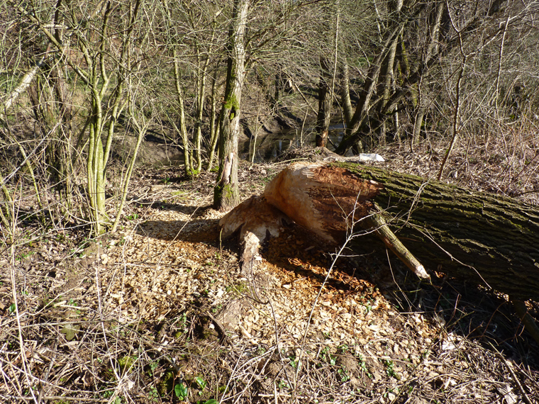 https://cdnfiles1.biolovision.net/www.faune-alsace.org/userfiles/gepma/castor/Coupe-sur-saule-arborescent-Soultzbach--a-Falkwiller-68-mars-2014.jpg